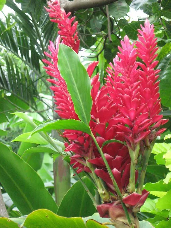 Palm Cottage Castries Lodge