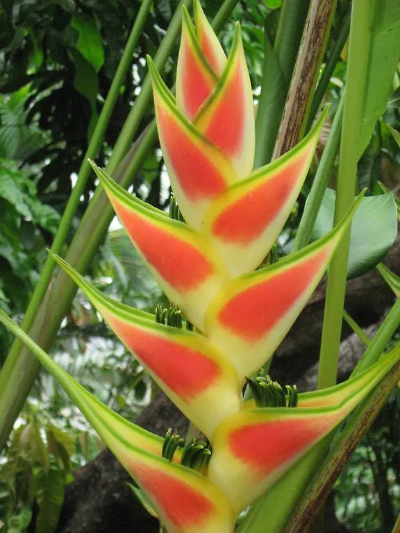 Palm Cottage Castries