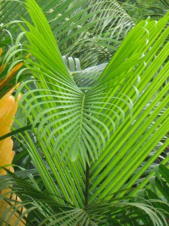 Palm Cottage Castries 0*,  Saint Lucia