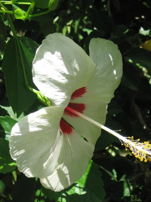Lodge Palm Cottage Castries Saint Lucia